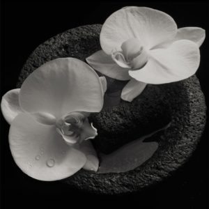 Mike Patton & Jean-Claude Vannier – Corpse flower (chanson)